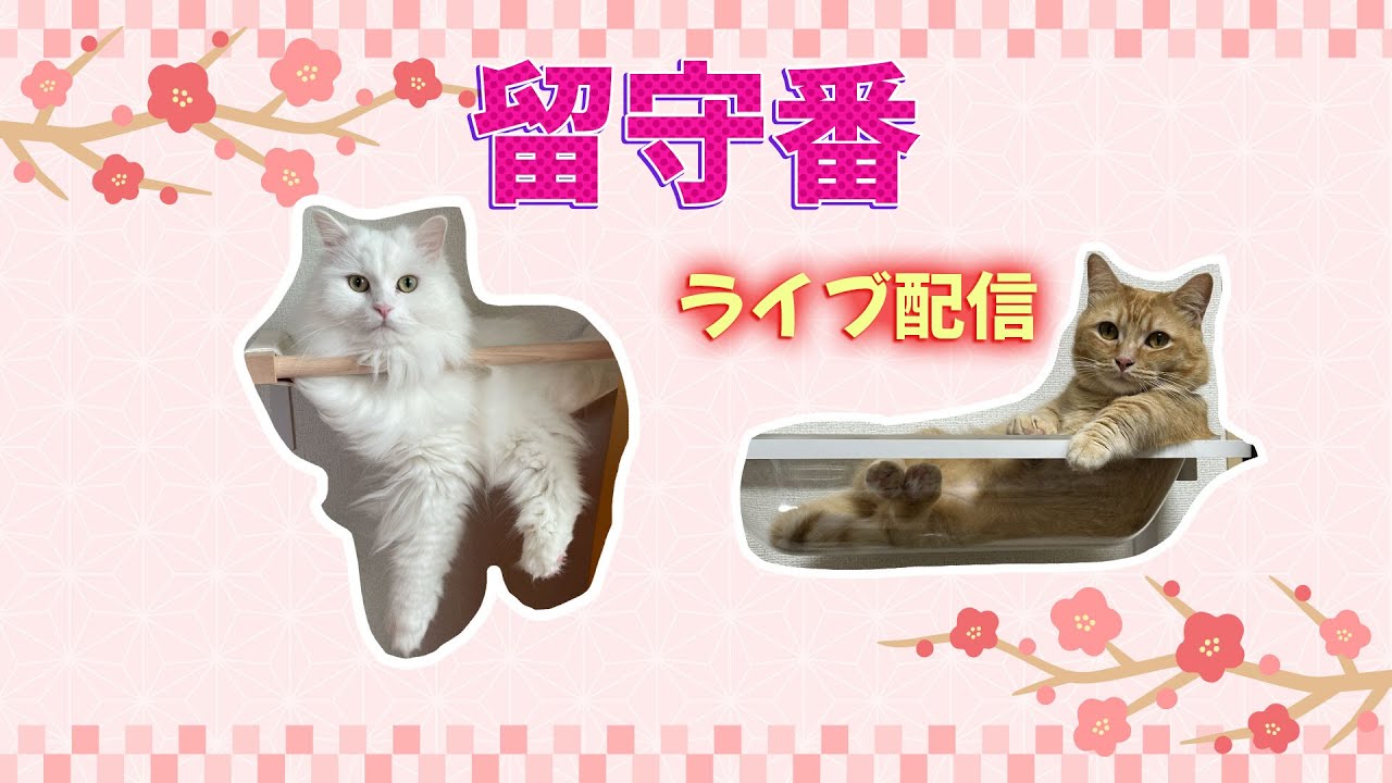 ペットカメラ配信　留守中の様子です　#ペットカメラ #留守番 #ねこのいる暮らし