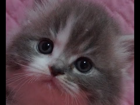 #父エキゾ×母ラグドール＃子猫#ブルーアンドホワイト女の子1/31 2025生　生後5週目