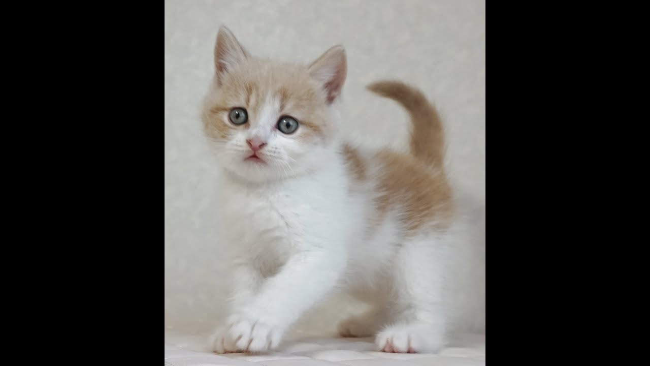 ブリティッシュショートヘアー子猫　British Shorthair　2025.1.21産まれ　クリーム＆ホワイト　男の子　シーダキャット猫のお店