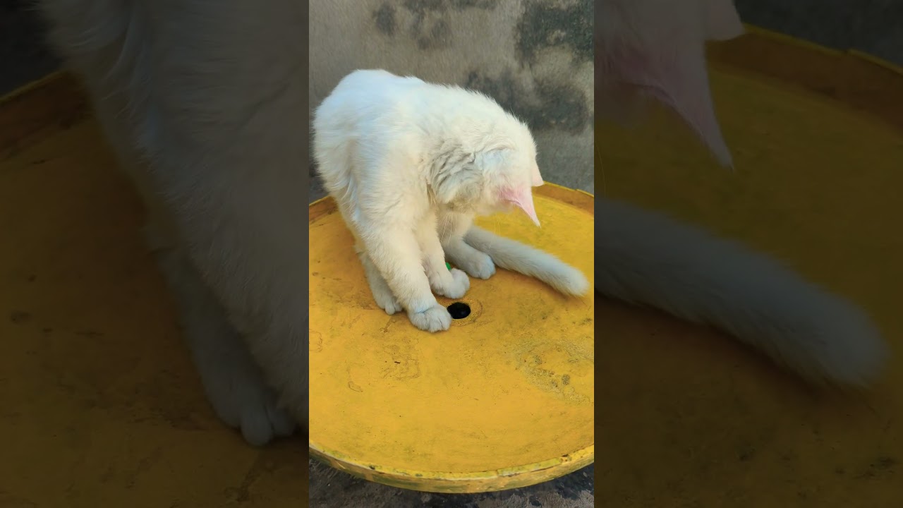 子猫たちがおもちゃとバントンで遊んでいる可愛い瞬間 🐱🎾🐾  #子猫 #おもちゃ #バントン #かわいい #ペット #猫 #猫好き #癒し #猫のおもちゃ #子猫の遊び 🐾🐱🎉