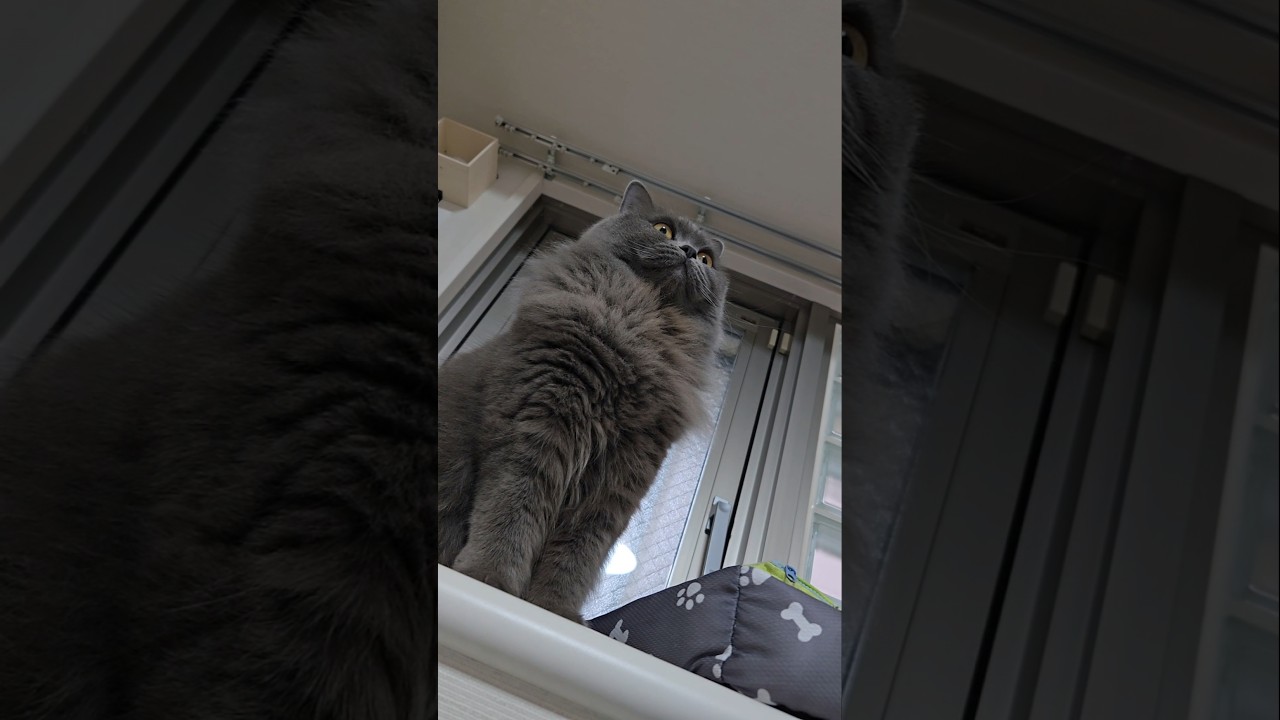 そんな軽い女ちゃうねん💕【サイベリアン・キキのKIKICHANNEL】#サイベリアン #猫 #Siberian #cat #shorts