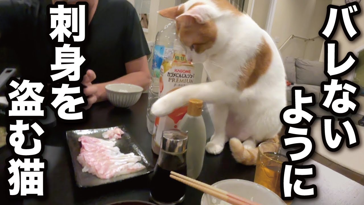 【甘えんぼ猫】食卓を家族と一緒に囲む猫がコチラ