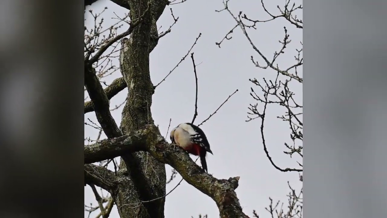Great Spotted Woodpecker in East London, UK 5 Feb 2025