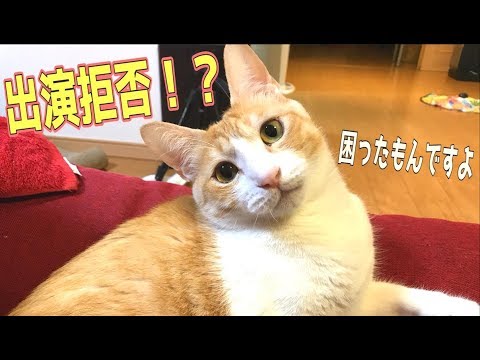 猫を病院に連れていこうとしたら出演拒否されてしまいました…