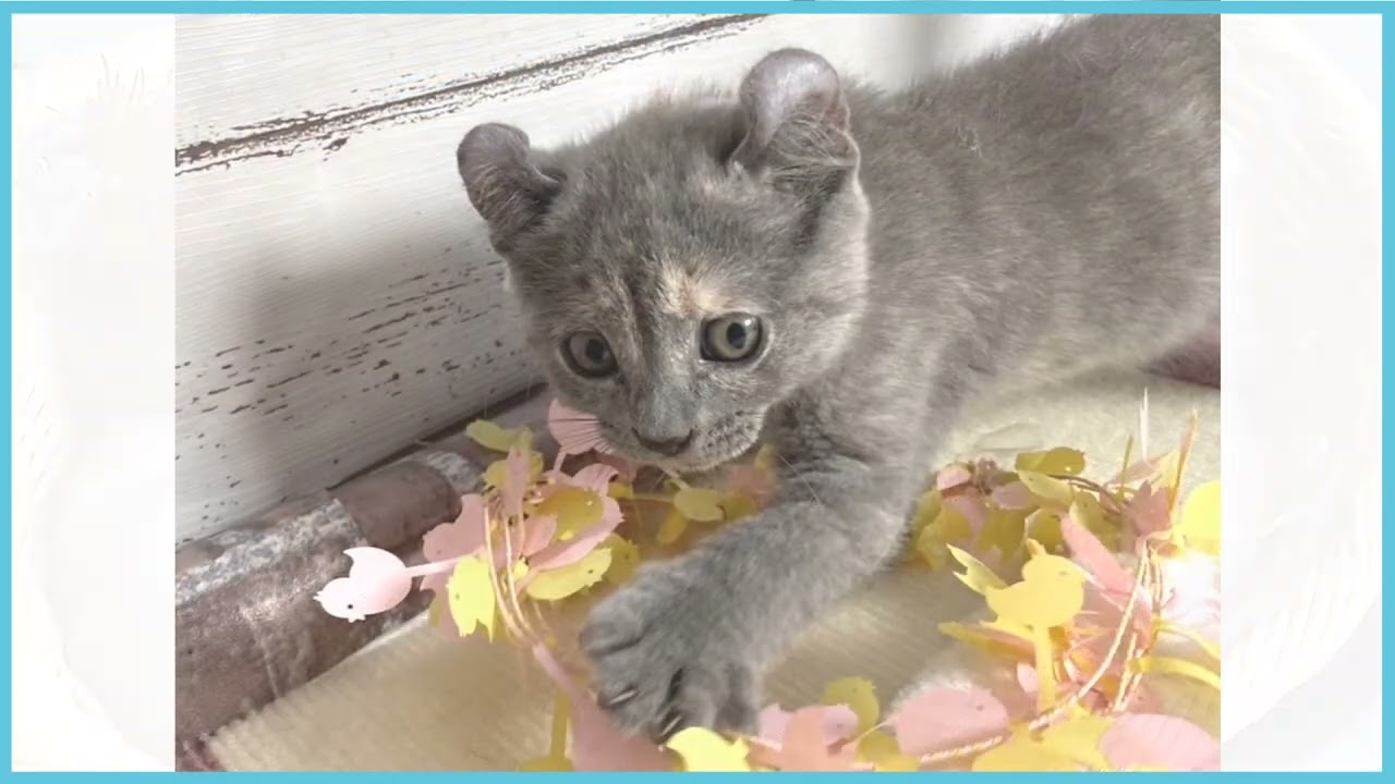 ペットショップCOO＆RIKU　No00687650　アメリカンカール