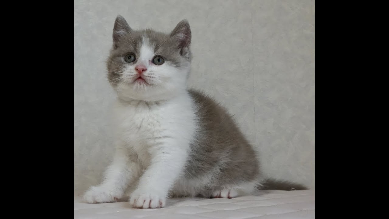 ブリティッシュショートヘアー子猫　British Shorthair　2025.1.21産まれ　ライラック＆ホワイト　男の子　シーダキャット猫のお店