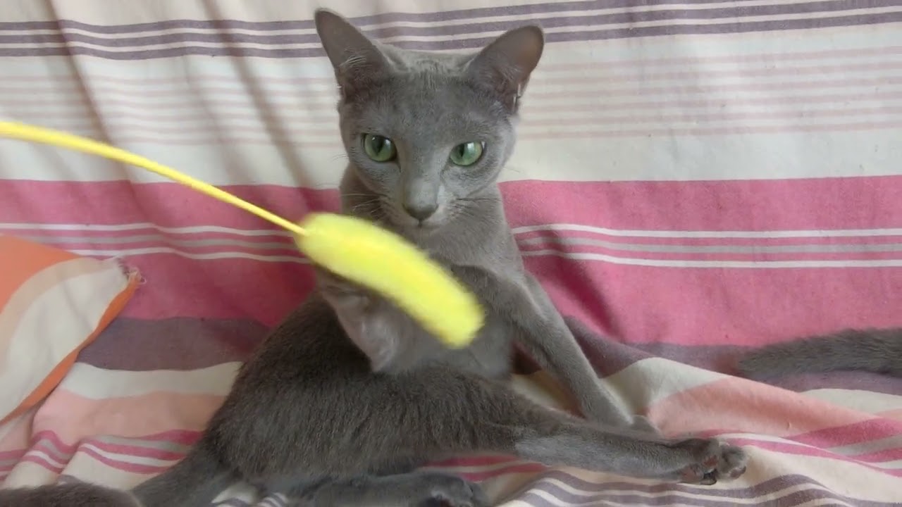 ロシアンブルー 眼のぱっちりしたかわいい子