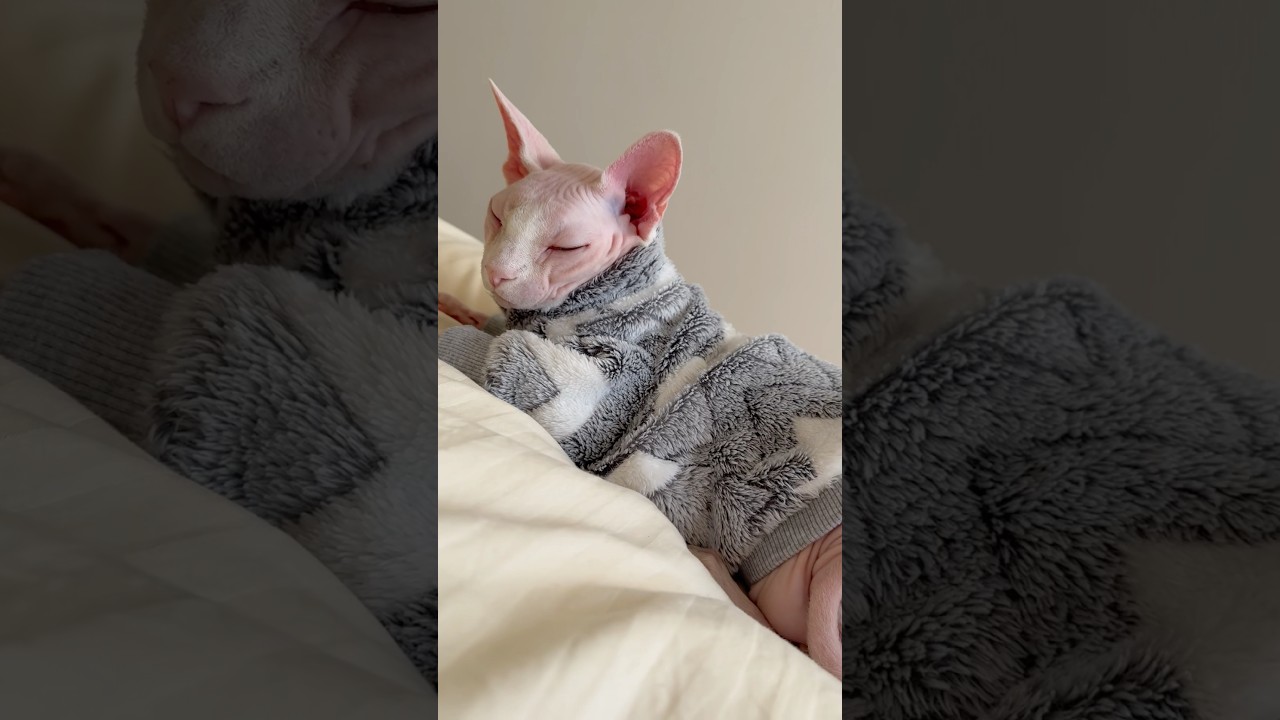 毛のない猫のしっぽが可愛い【スフィンクス】