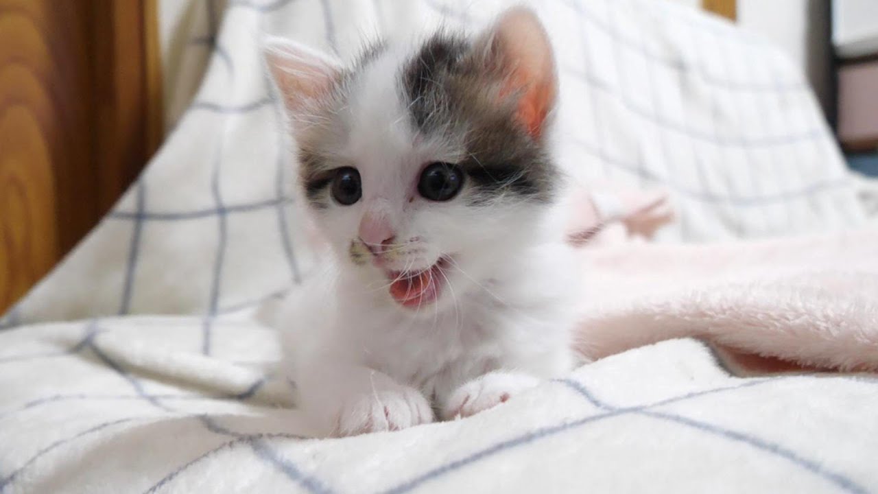 寝ている間に子猫たちがママに甘えているのに気づいてはっとした顔する子猫【赤ちゃん猫　保護猫】