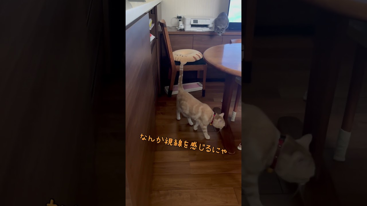 【弟猫を狙う兄猫😂(2025/03/03)】ロシアンブルー男の子7才，アメショ男の子5才 #shorts #cat #americanshorthair #russianblue