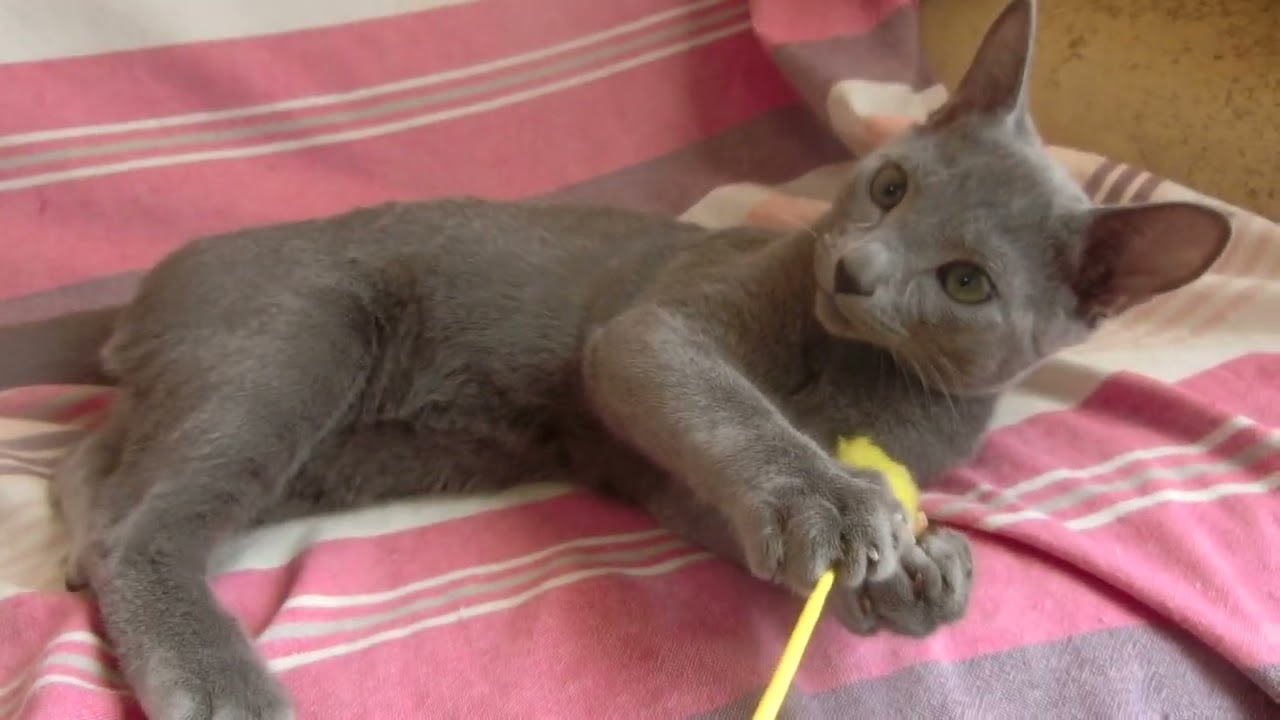 ロシアンブルー 人懐こく元気な子