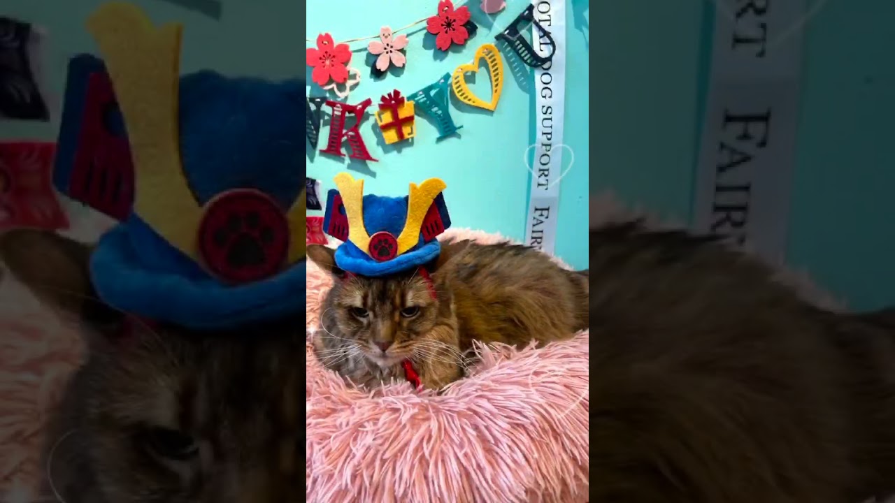 ご新規様🍀ソマリのマイケルちゃん🐾トリミング+マイクロバブルご利用#shorts