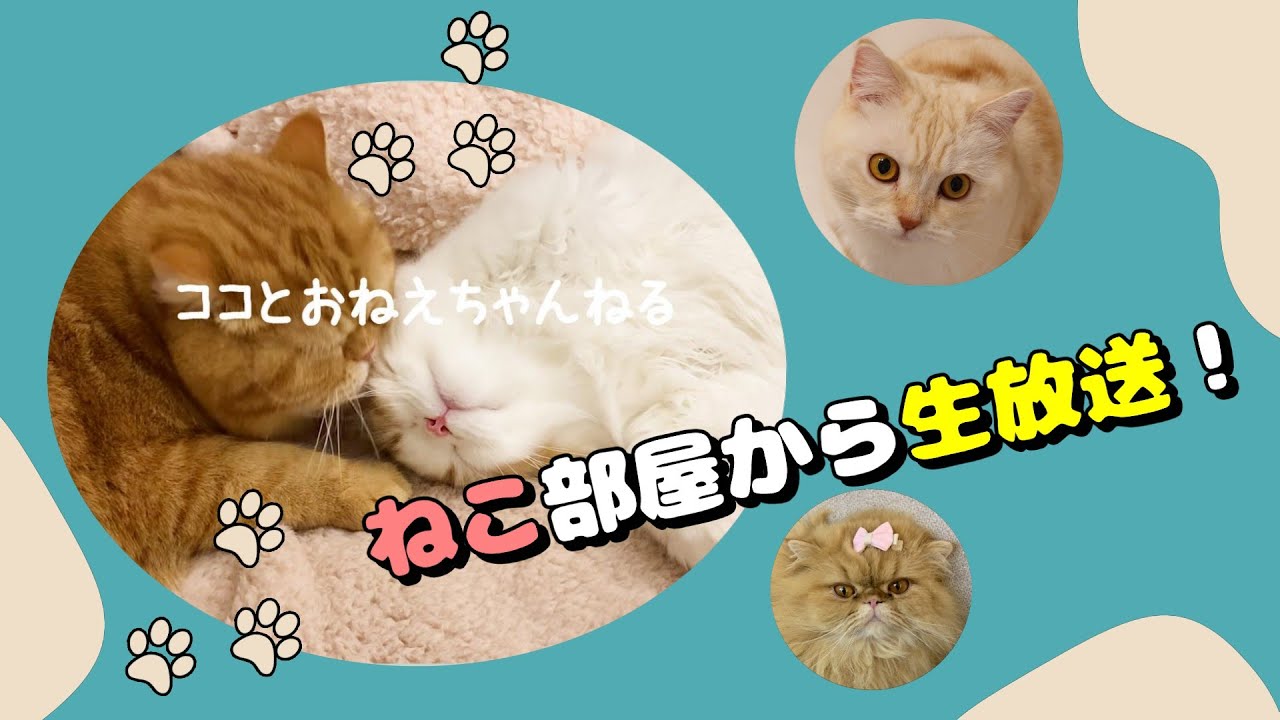 【猫4匹】ねこ部屋から生放送！４にゃんライブ配信！2025.03.09#猫のいる暮らし #cat #猫動画