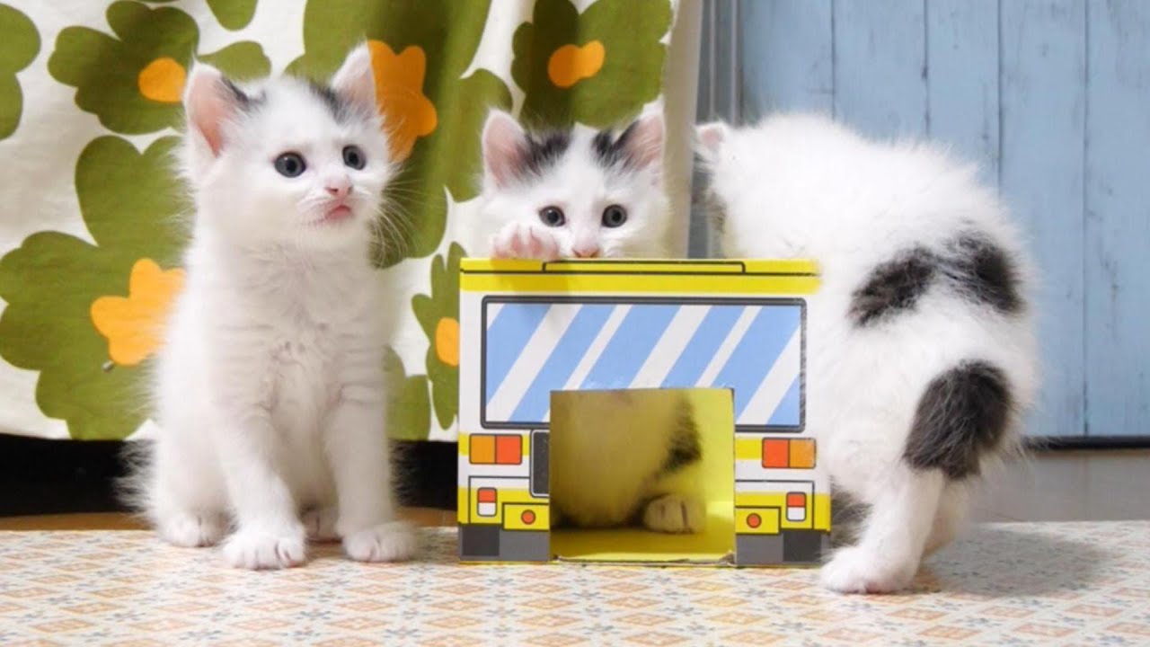 バス大好き豆大福トリオがバスを巡って大騒ぎ？【子猫　保護猫】
