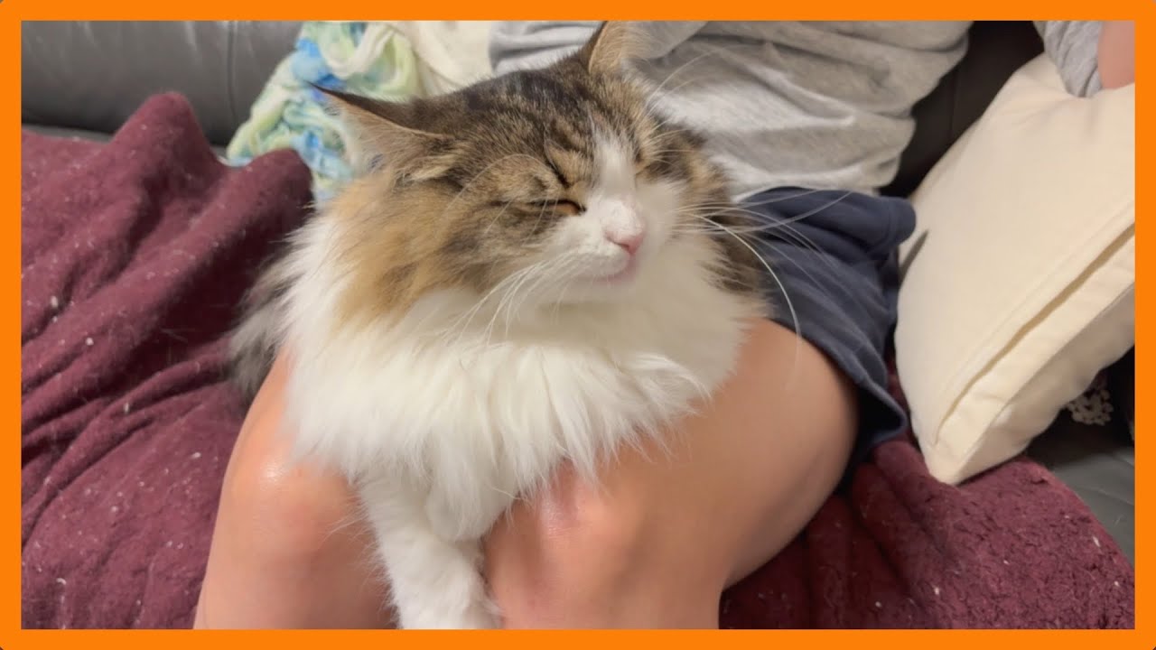 猫と暮らす日常 #37〜甘えるとゴロゴロ音が止まらない猫〜