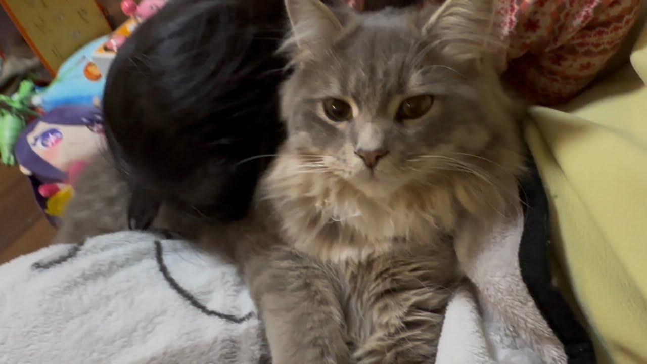 いつも寄り添う猫　ラガマフィン　サイベリアンA snuggling cat. Ragamuffin. Siberian