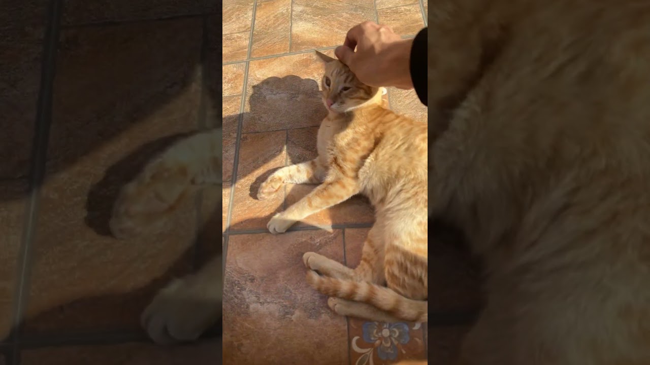 brown cat chilling #cat #catbehavior #browncat