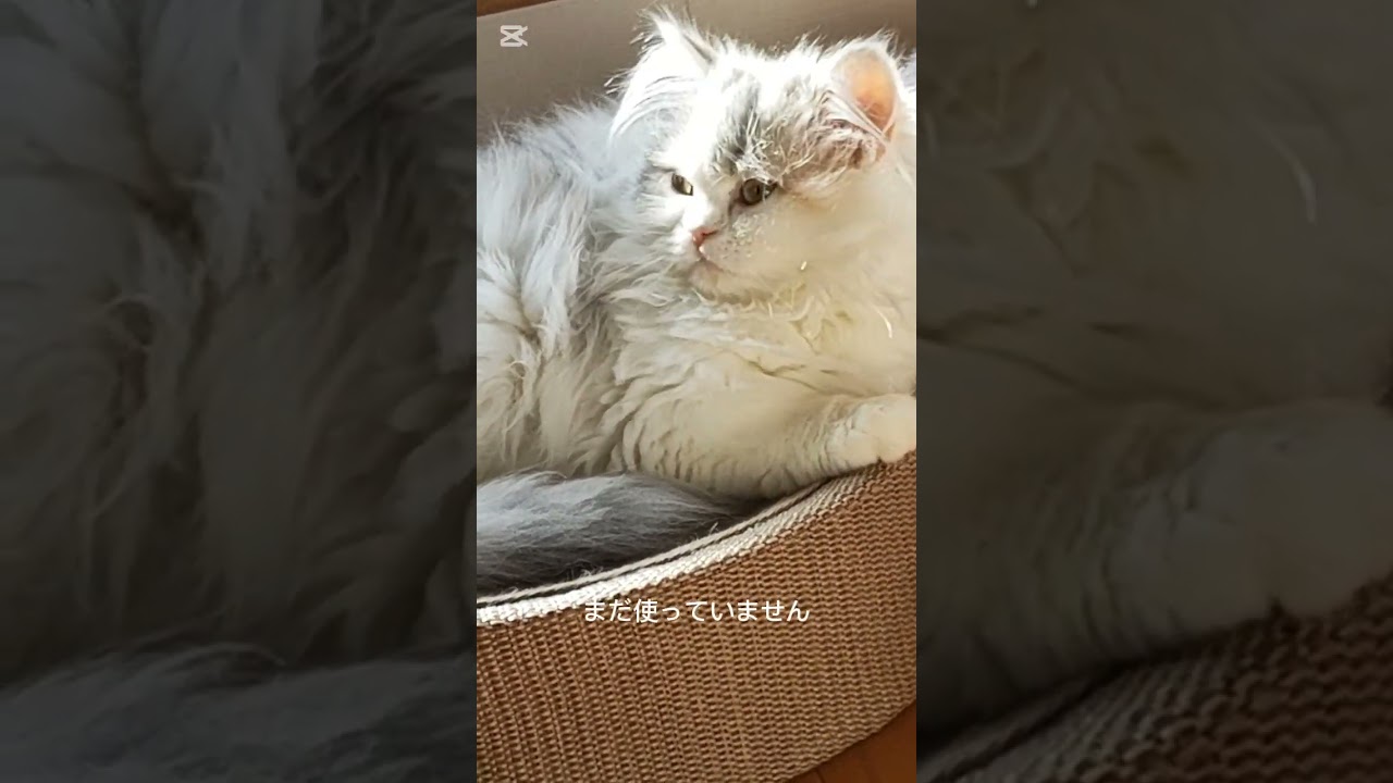 mokoお迎えグッズ10選をテムで買いました！ #cat