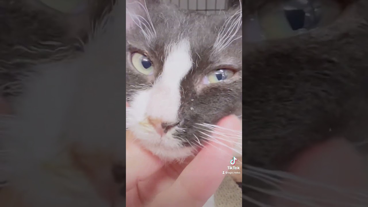 #里親募集中子猫アゴはネコ #ラパーマ子猫 #里親募集中 #子猫　#可愛い猫