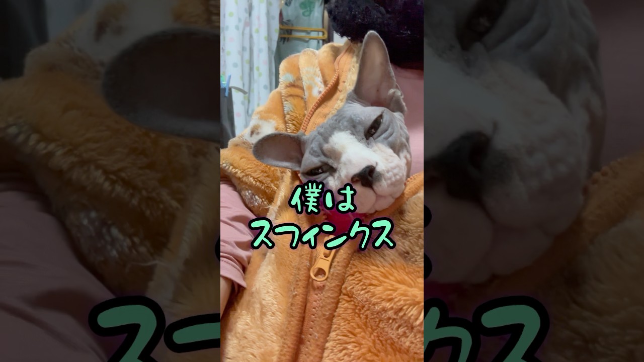 ここは最高でござる#shorts #猫 #cat #猫のいる暮らし #sphynx