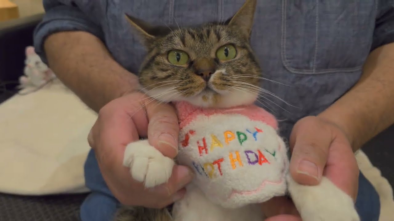 シン·ネコカフェ通信〜第115回「ネオちゃん7歳🎉ハッピーバースデー❤️3月生まれのバースデーイベント」【猫カフェMOCHAアルシェ大宮店】