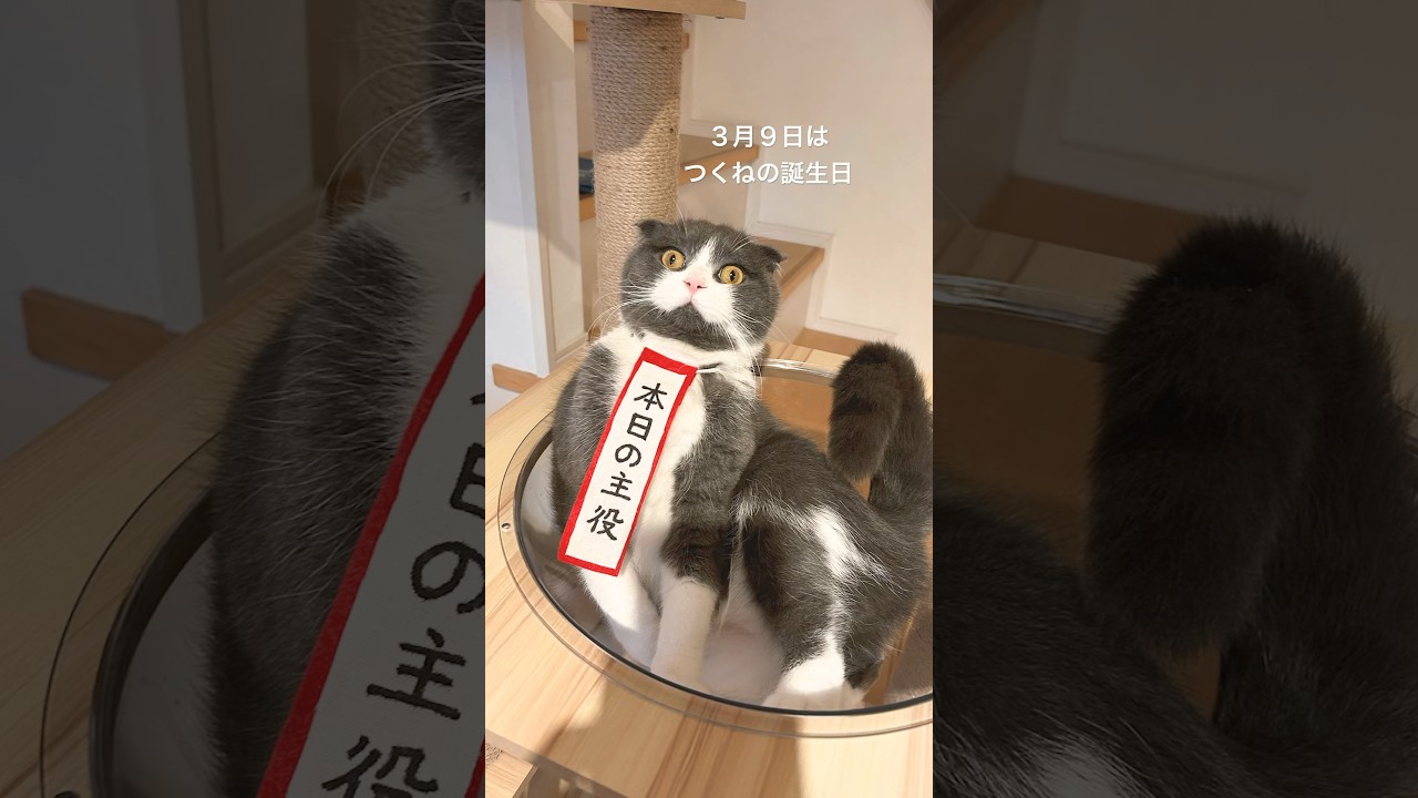 おめでとう！こんなに大きくなりました！　#cat  #cats  #猫  #スコティッシュフォールド　#猫誕生日