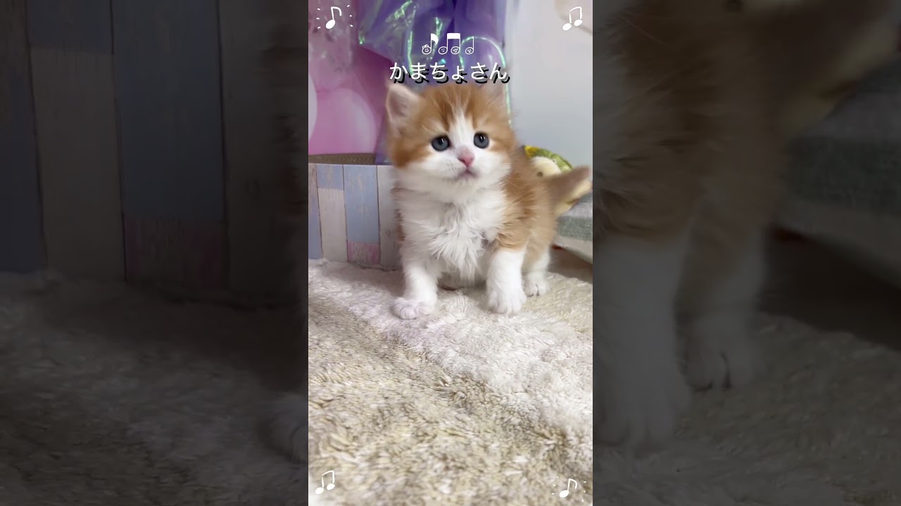 【ご家族様募集中】長足マンチカン女の子♡ #cat #かわいい子猫 #kitten #子猫 #cute #子猫ブリーダー #長足マンチカン #マンチカン