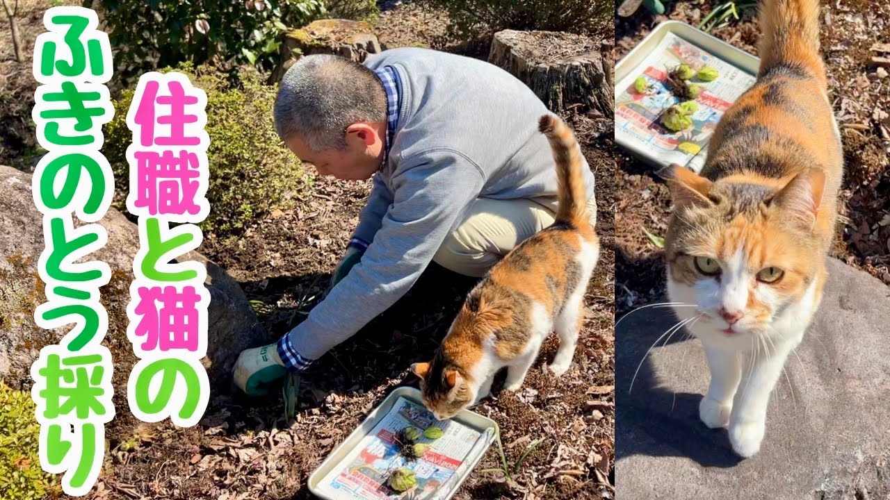 住職と猫のふきのとう採り2025【前編】
