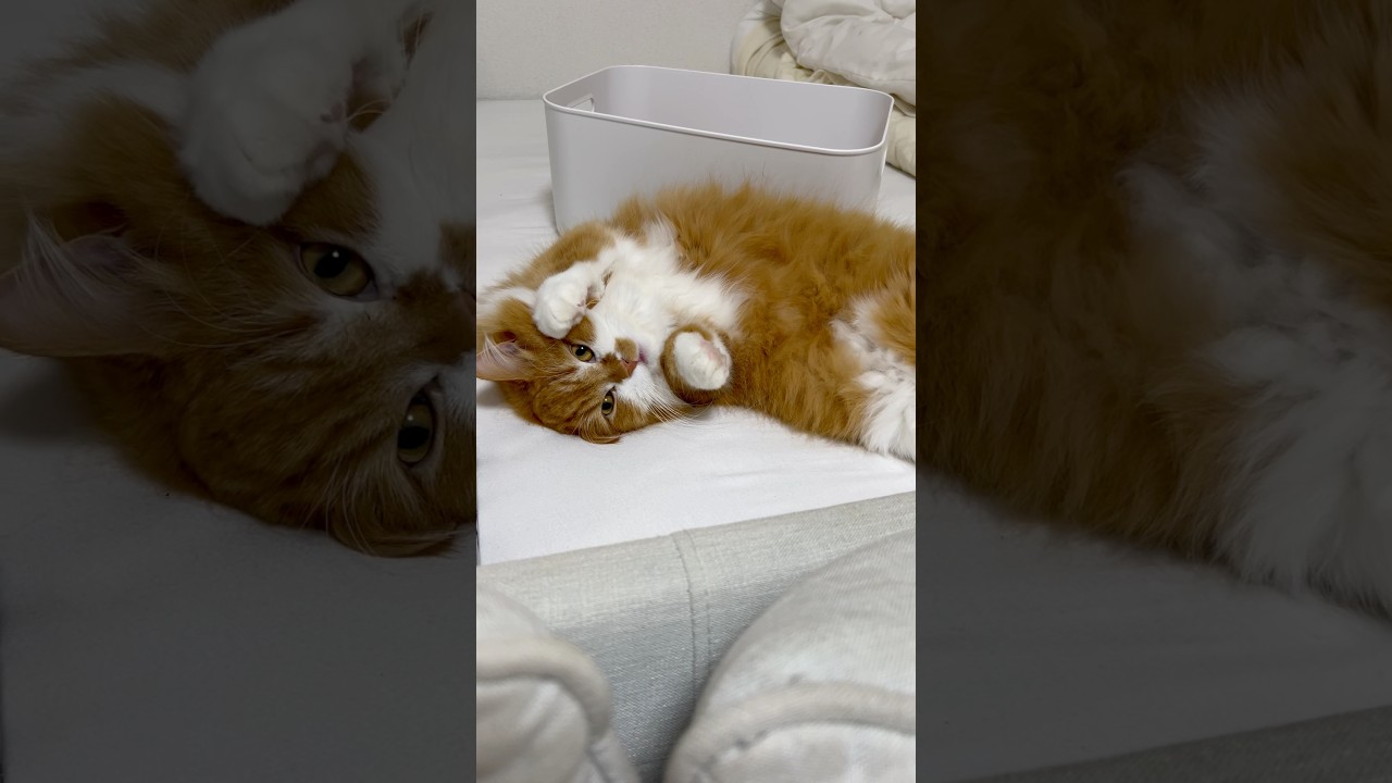 猫を隠し撮りしてみました… #shorts #猫 #マンチカン #短足マンチカン #cat #munchkin