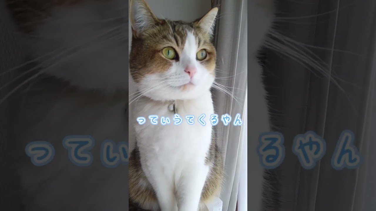 疑問がとまらない猫さん#あれあんなん?#アメリカンカール #cat #猫のいる暮らし #はやりのやつ