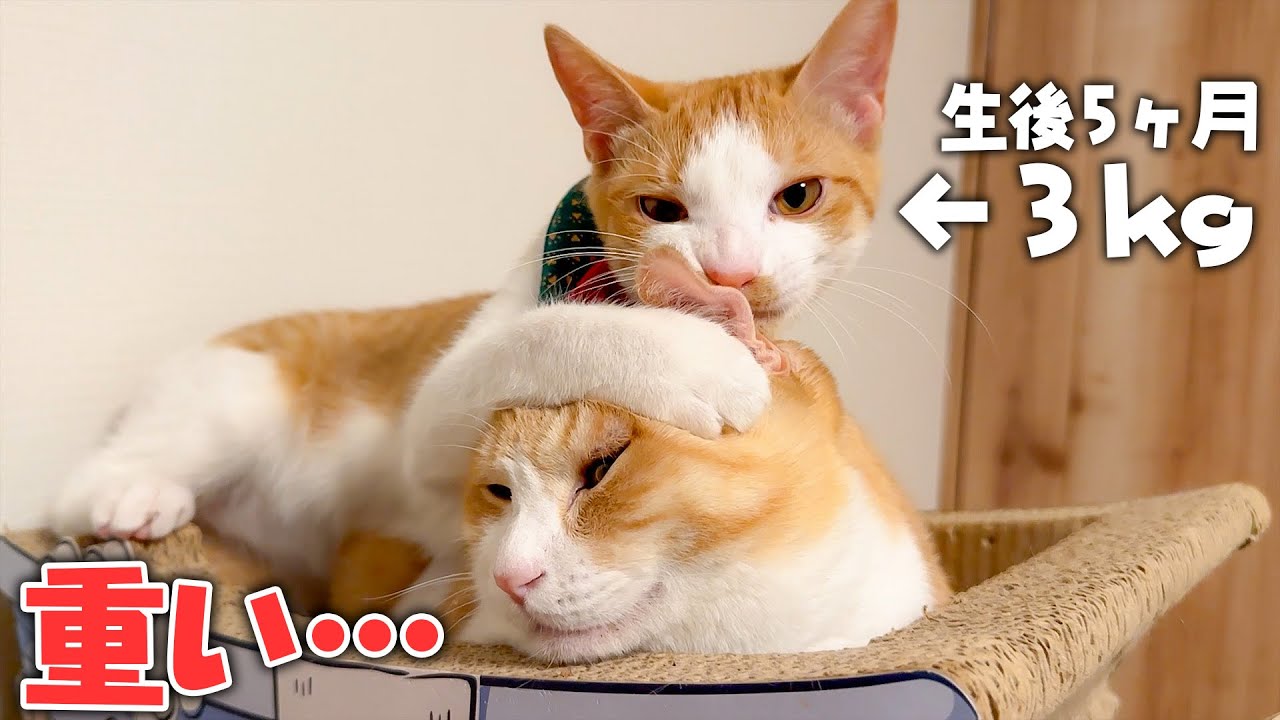 子猫が大きくなってきて背中に乗せられなくなってきたお父さんの顔が辛すぎましたwwww