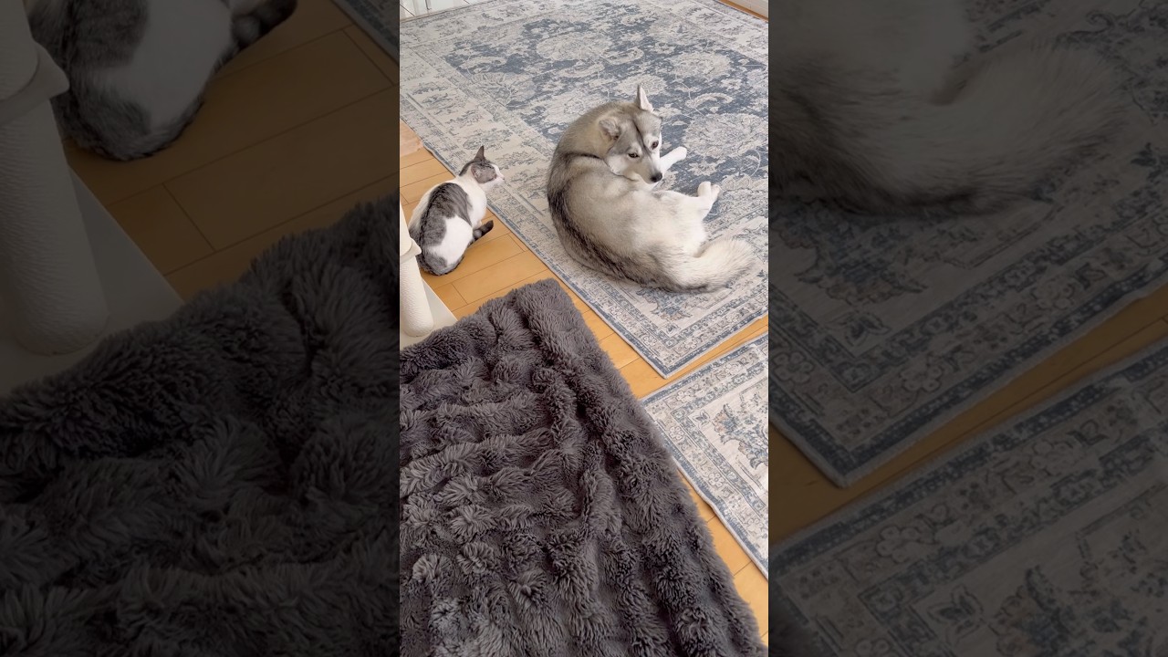 ハスキーに気づかれないよう隠れてた子猫 #シベリアンハスキー #ハスキー #子猫