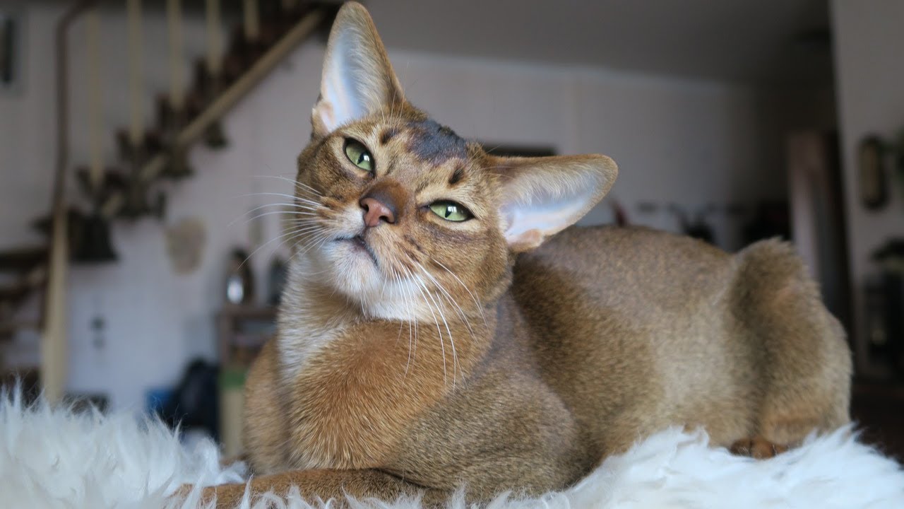 8 Pros and Cons of Owning an Abyssinian Cat🤔