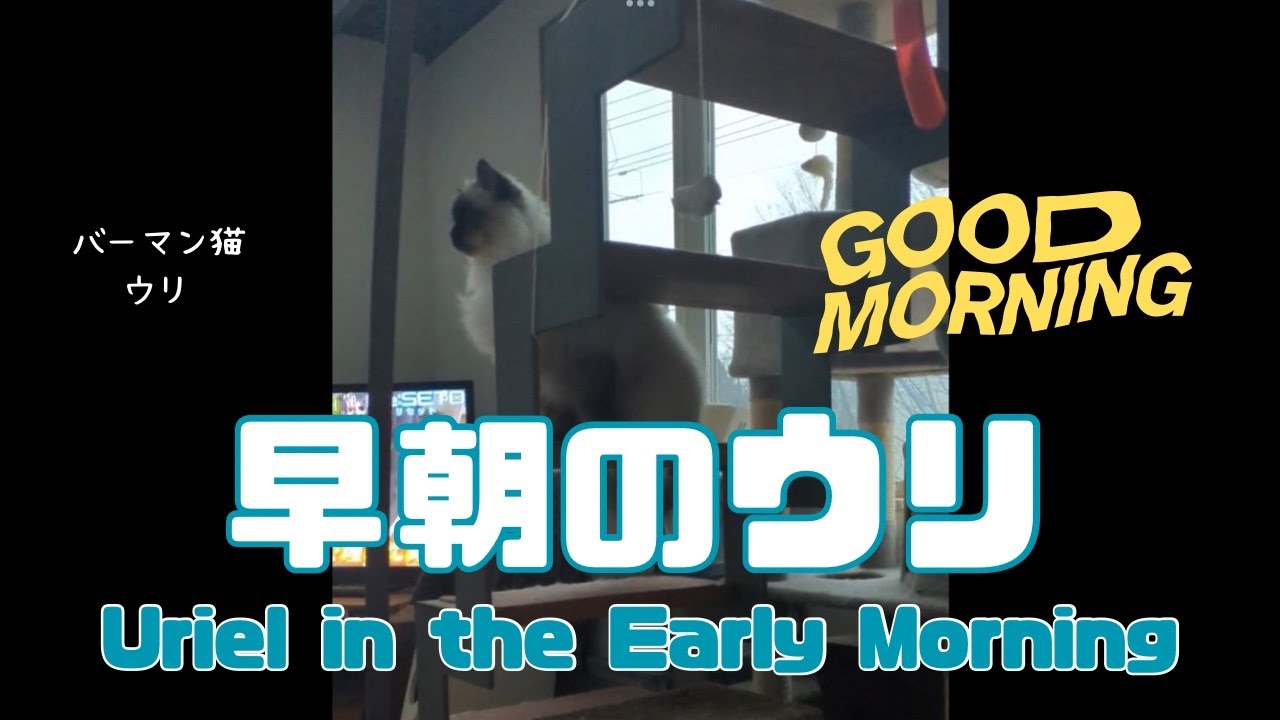 バーマン猫ウリ【早朝のウリ】Uriel in the Early Morning（バーマン猫）Birman/Cat