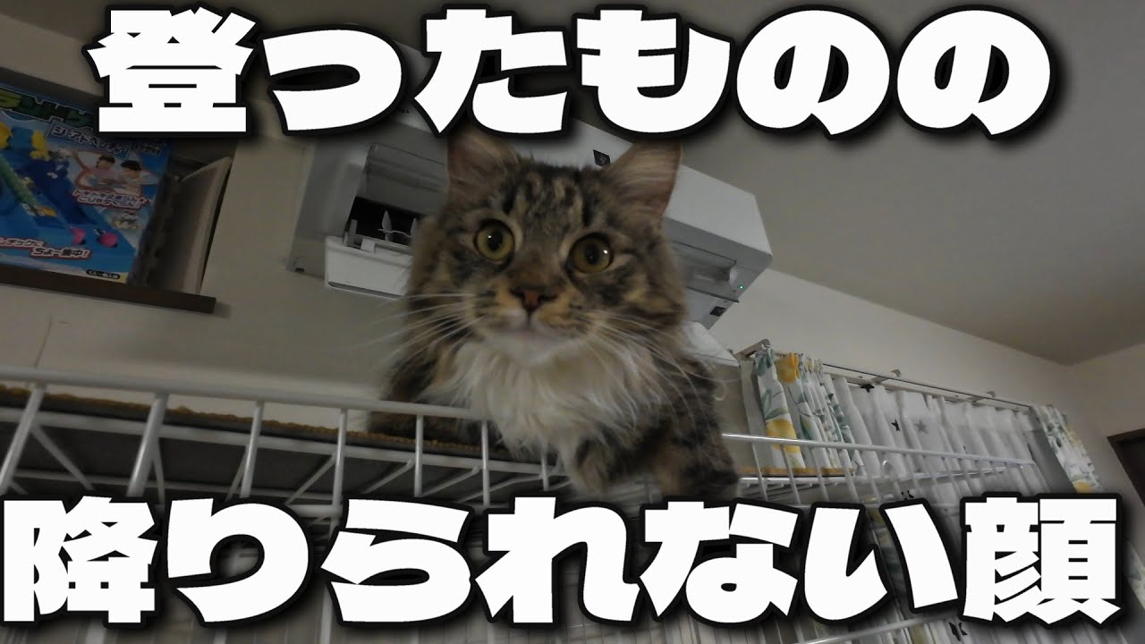 登ったものの降りられなくなってしまった猫