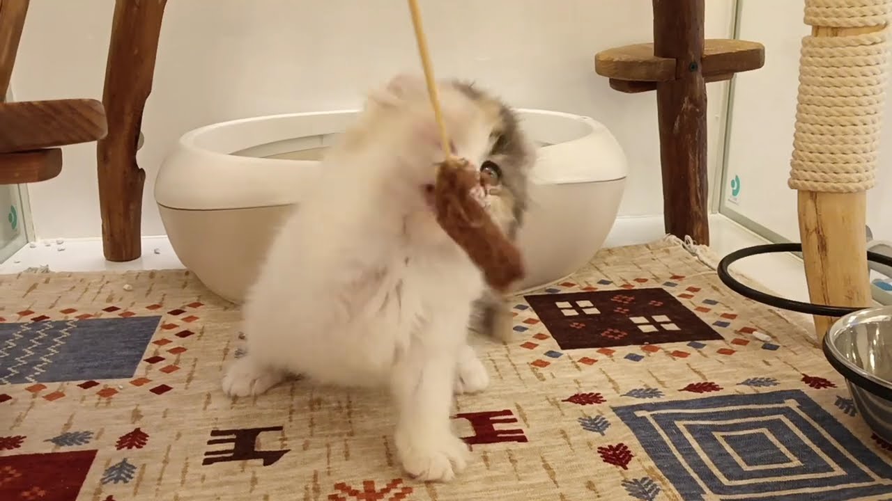 アメリカンカール　女の子　2024/6/8生まれ