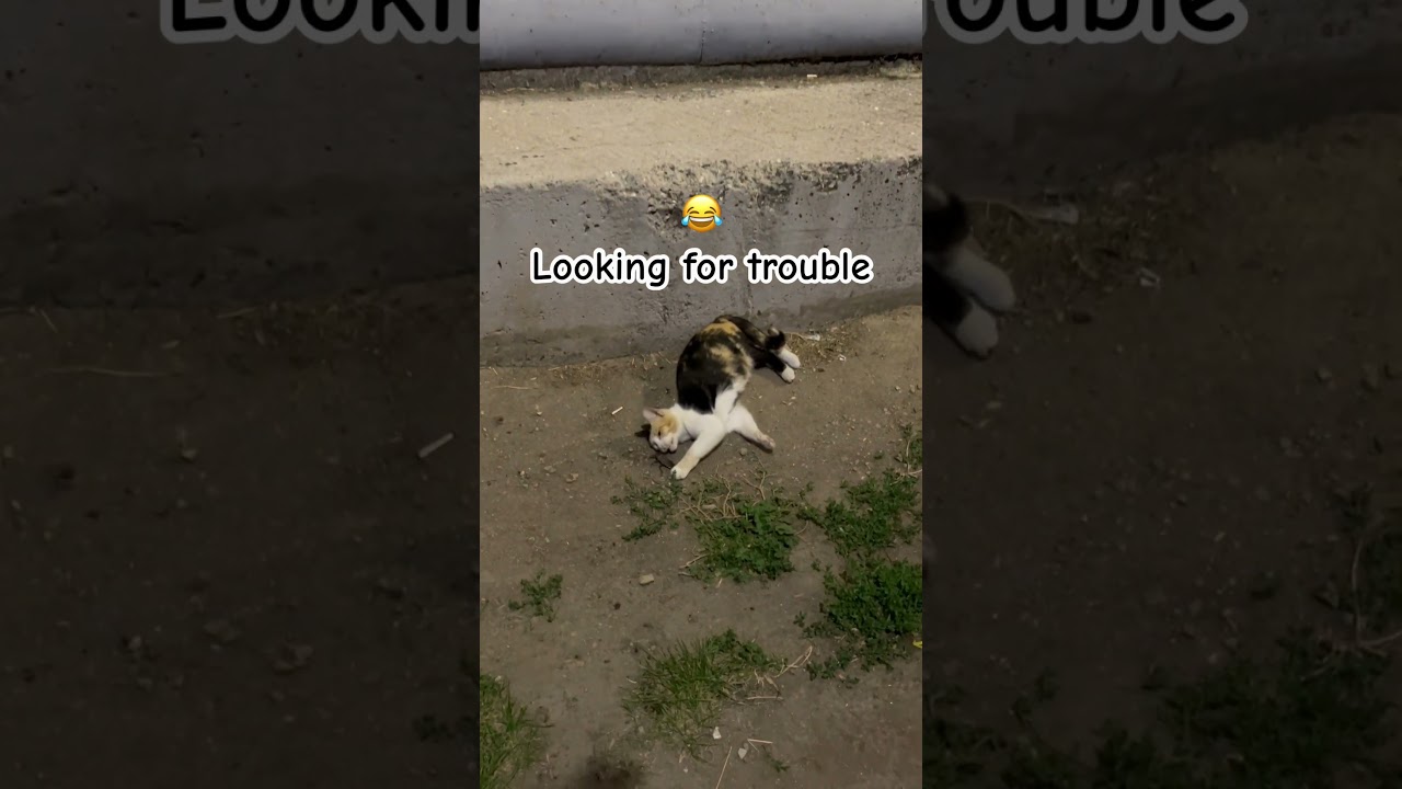 OMG, what is this #shorts #cats #catsonlychannel