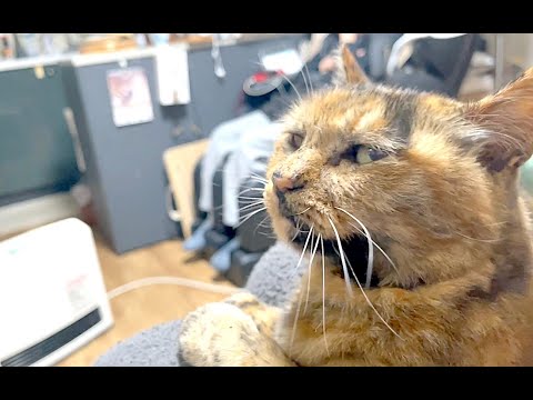 【ねこ日常系】膝の上で一緒にテレビ観る。ゴキゲンです。【猫と日本の庭】