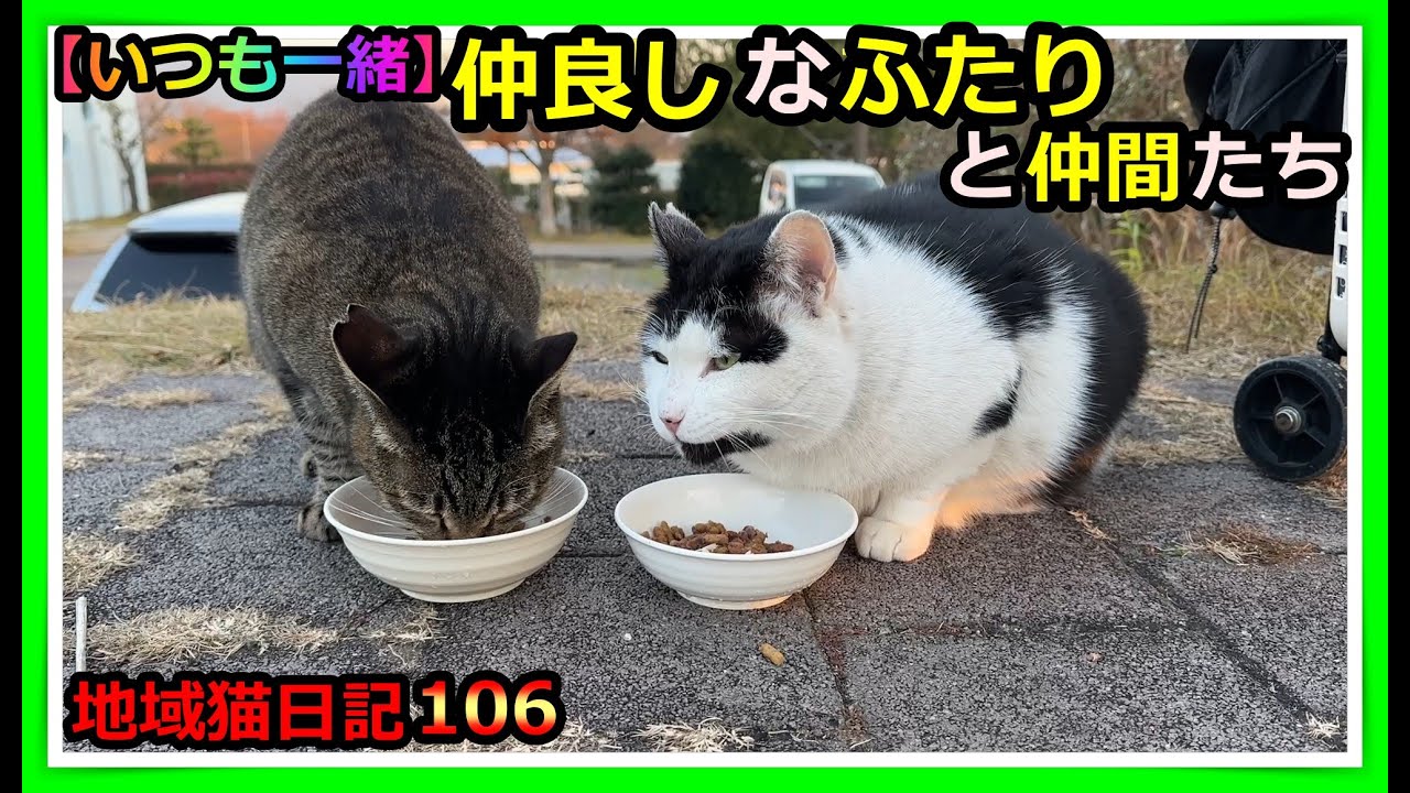 【猫ハウスの天日干し】寒い🥶日の後は、猫ハウスのメンテナンス。晴れの日は猫たちもホッと一息。仲良しな姿を見ると心が和みます。個性的な食べ方をする猫も😺仲良し母娘は今日も元気です。#cat