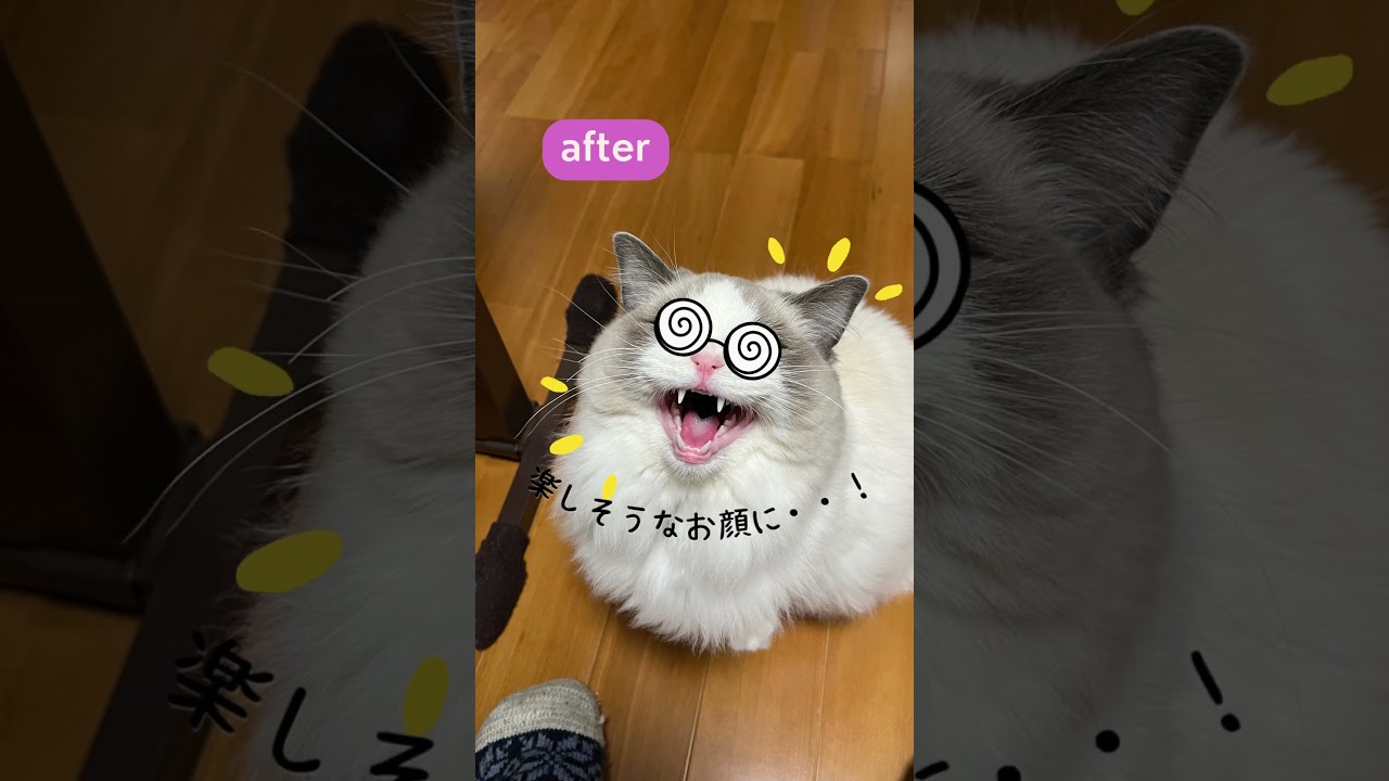 いっぺいビフォーアフター🐈#ラグドール #猫好きさんと繋がりたい #猫のいる暮らし