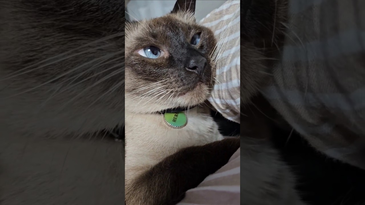 甘えん坊猫の爆音ゴロゴロ音がこちら #シャム猫ひおろ #ゴロゴロ音 #siamese