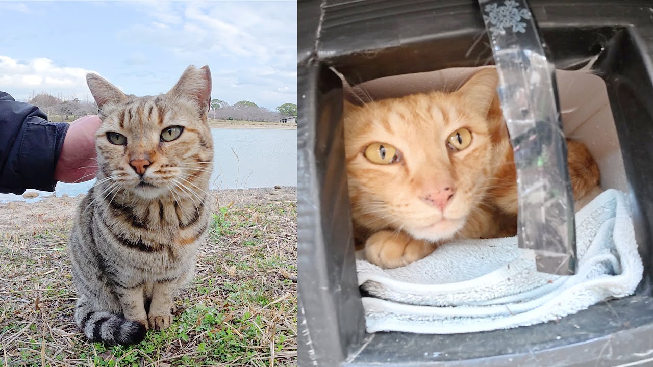 ベンガル猫が恋人の茶トラ猫に素っ気なくされて落ち込む