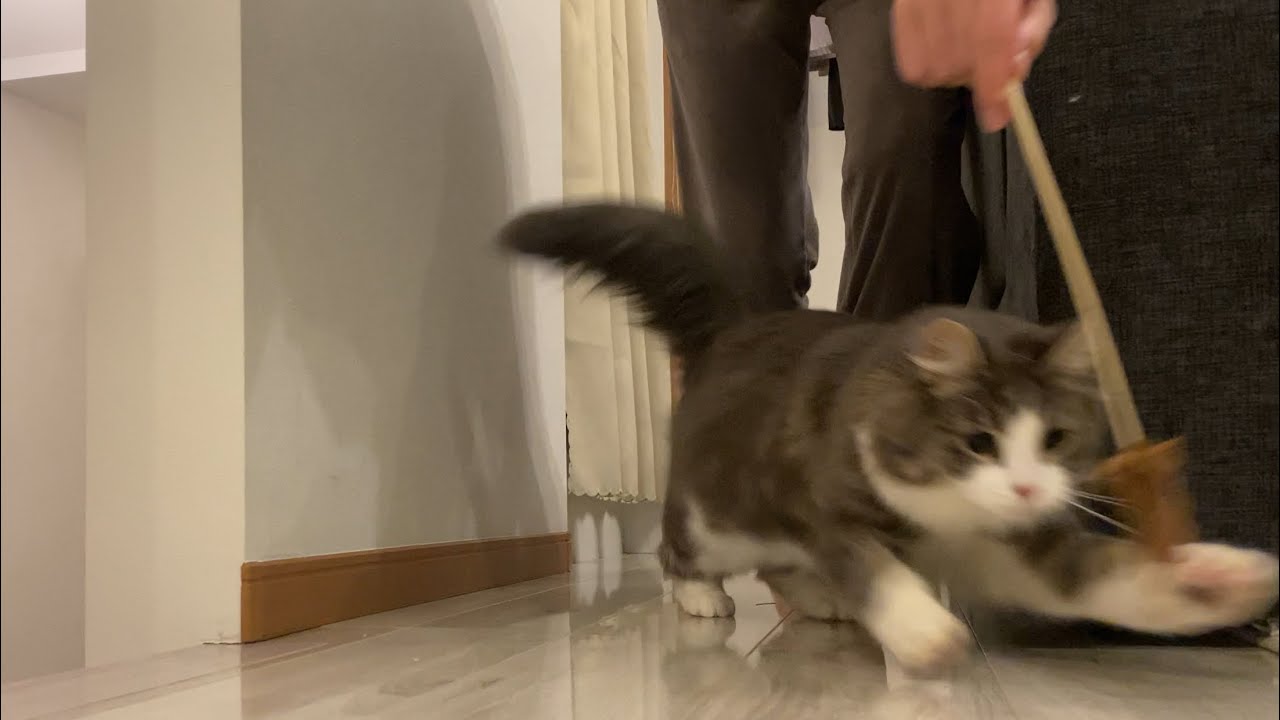 遊んで食べて、大喜びな猫