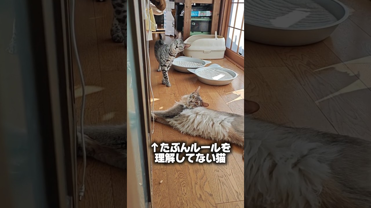 【猫動画】猫とだるまさんがころんだをやるも、いつまでたってもルールが理解できないソマリ　#cat  #cats #shorts #猫 #ねこ