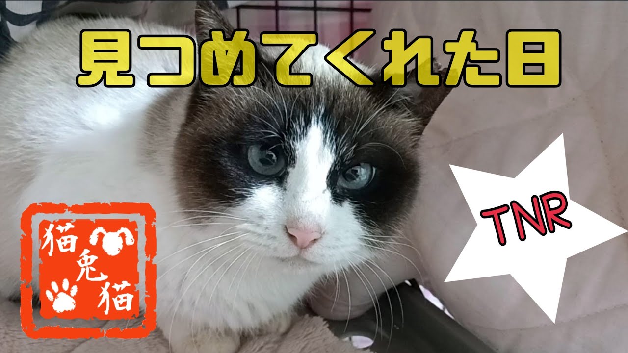 【TNR】🐈️リターン日🐈️シャムミックスちゃん #tnr #cat #スノーシュー猫 #子ネコ #猫のいる暮らし