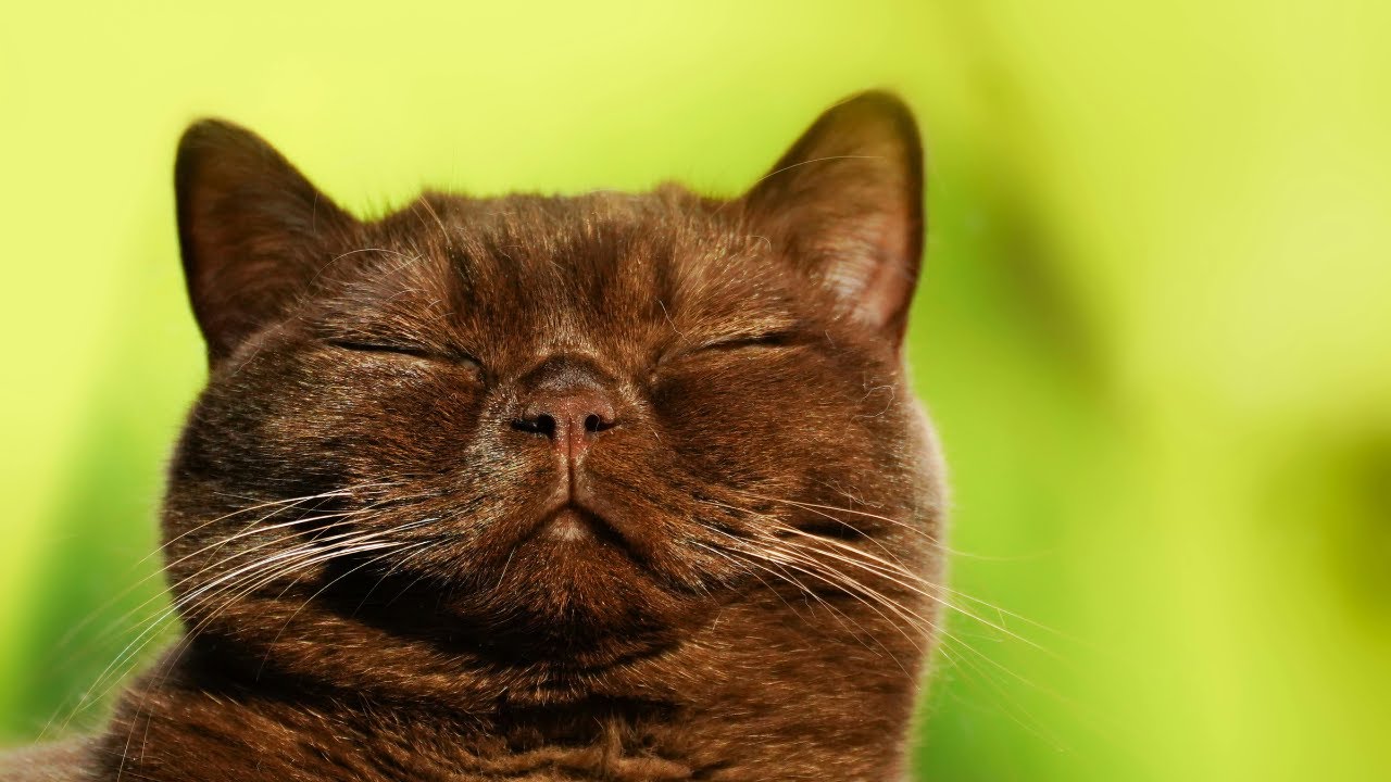 6 Pros and Cons of Owning a Burmese Cat🤔