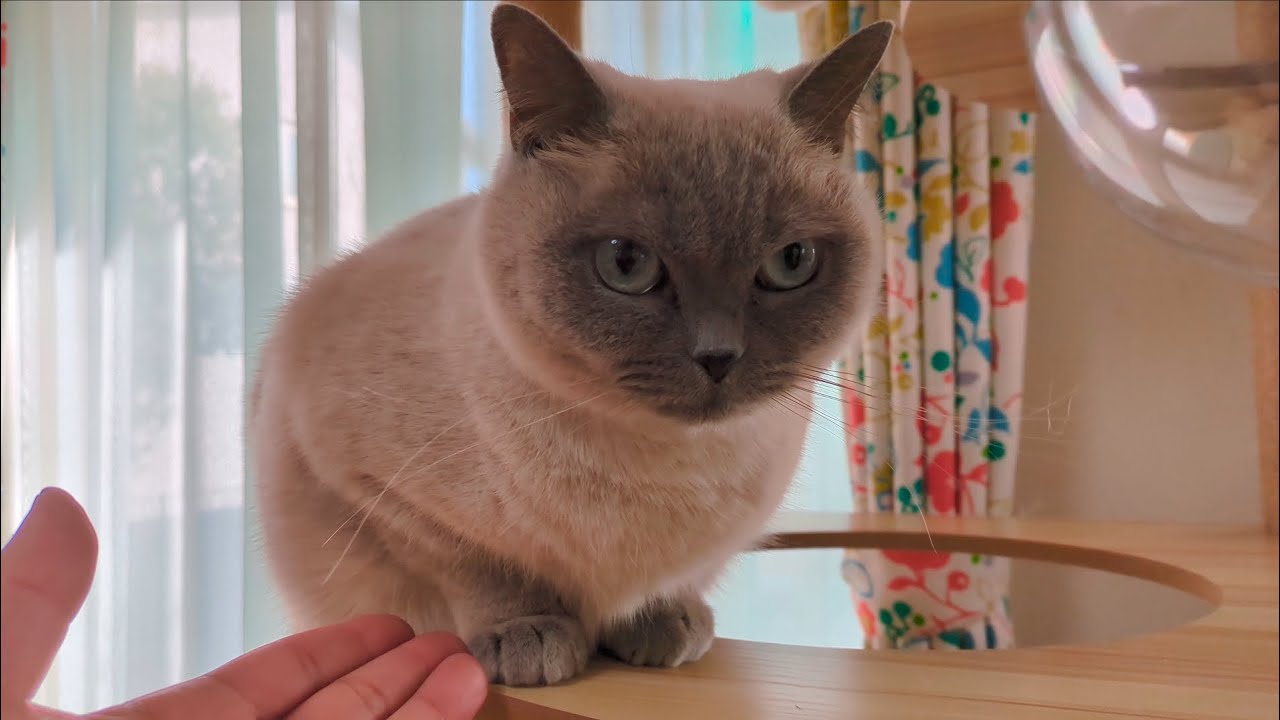 お手と言われて凍りついた猫が放った強お手