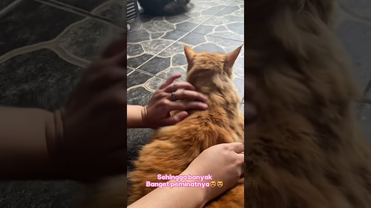 Permasalahan yang sering banget di keluhkan oleh customer #cat#cats#catlover#kebunkakiempat