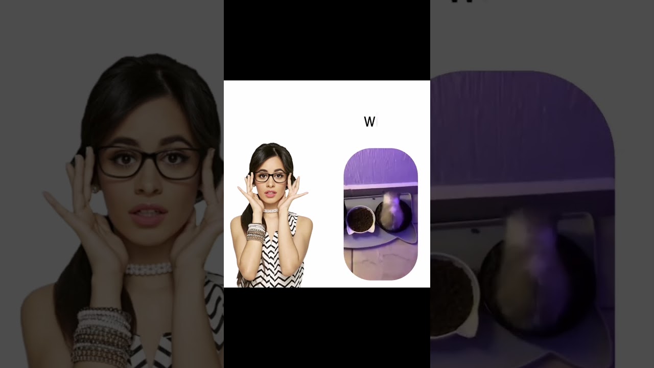 wi wi wi & Havana cat #cat #cute #shortsvideo #kitty #pets #fun #funny