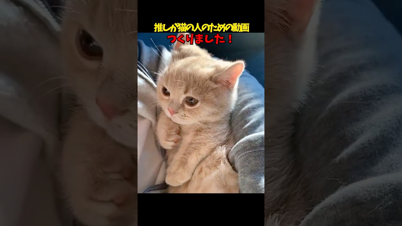 みんな幸せになれます。猫推しになれば。 #cats #cat #猫 #ねこ